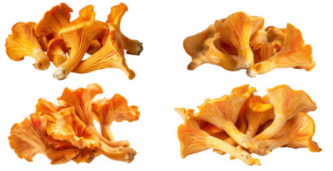Four piles of fresh chanterelle mushrooms, isolated on transparent background