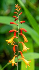 Vibrant orange yellow flowers closeup