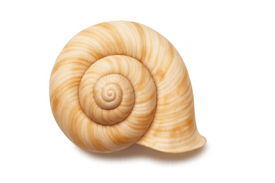 Empty spiral seashell with transparent background casting shadow
