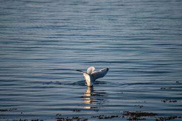 Möwe in der Ostsee am Meer im Sommer