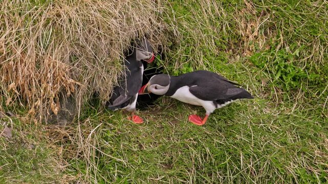 Two puffins grooming at their nest on an Icelandic cliff.