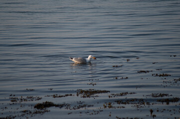 Möwe in der Ostsee am Meer im Sommer 3