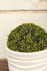 Topiary in a white pot