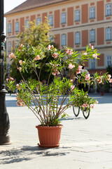 Potted Flowers by the Street