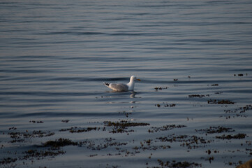 Möwe in der Ostsee am Meer im Sommer 4