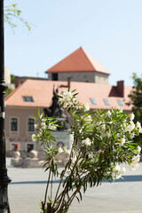 Flowers bloom in town square