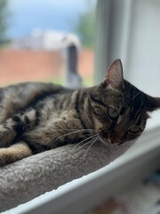 Adorable tabby cat lounging comfortably in a window perch, gazing with big green eyes while relaxing in a cozy indoor sunny spot