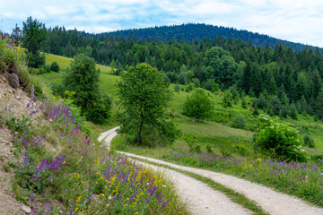 Winding country road through green meadows with yellow melilot and purple Salvia pratensis flowers,...