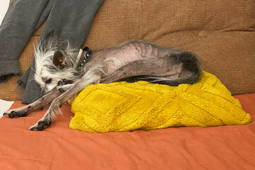 Chinese Crested Dog Relaxing