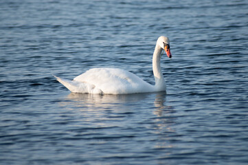 Schwan schwimmt auf der Ostsee im Meer 5