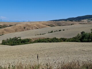 field of wheat in Tuscany, Italy