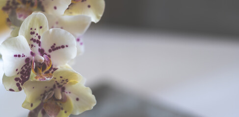 Orchidee Orchideenblüten mit Textraum Bokeh