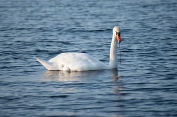 Obraz premium Schwan schwimmt auf der Ostsee im Meer 7