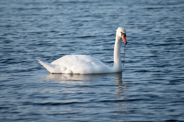 Schwan schwimmt auf der Ostsee im Meer 8