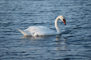 Schwan schwimmt auf der Ostsee im Meer 10