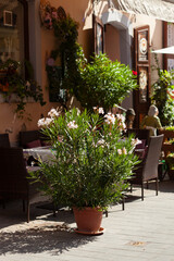 Naklejka premium Outdoor dining with potted plant