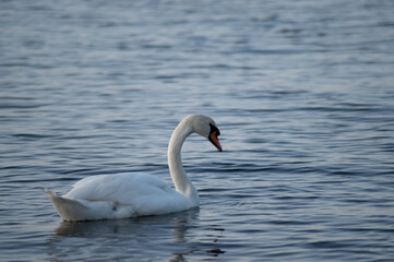 Schwan schwimmt auf der Ostsee im Meer 12