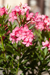 Pink Oleander Blossoms