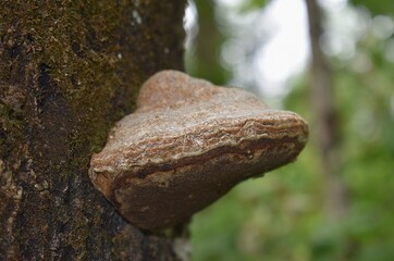 Amadouvier, Hoof Fungus (Fomes fomentarius) parasitant un chêne dans une forêt.

