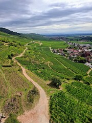 Vineyards in the Alsace region, close to Kaysersberg, France