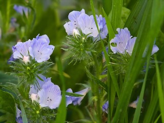 Violetter Natternkopf  - Lateinisch Echium plantagineum L. - Aus der Familie der Boraginaceae
