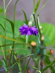 Echte Kornblume, Lila Blüte - LateinischCentaurea cyanus L. - Aus der Familie der Asteraceae