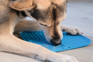cute dog using lick mat attached to the floor for eating food slowly
