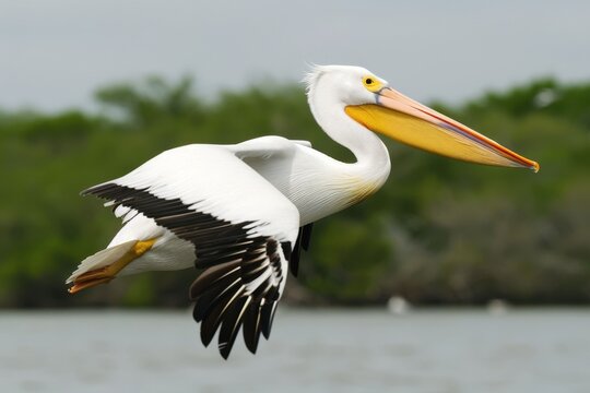 Pelican soaring over calm waters with lush greenery in the background during a sunny day