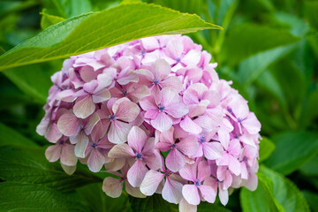 Close-up of a vibrant pink hydrangea flower with green leaves