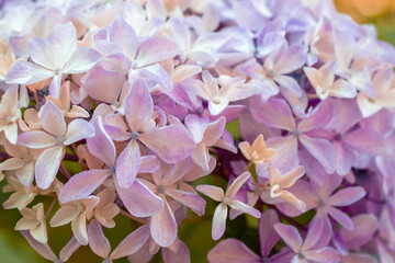 Close-up of Hydrangea Flowers in Soft Pastel Colors