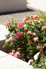 Pink Rose Bush in Sunlight
