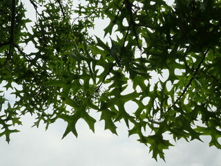Canopy of an oak tree, probably scarlet oak, photographed against the sky. Sunlit summer tree canopy. Copyspace