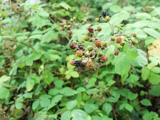 Unripe Blackberries at Forest Edge. Unripe wild blackberries hang on the bush in their natural habitat. Copyspace