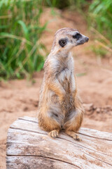 Meerkat, Suricata suricatta, on hind legs. Portrait of meerkat standing on hind legs with alert expression. Portrait of a funny meerkat sitting on its hind legs.