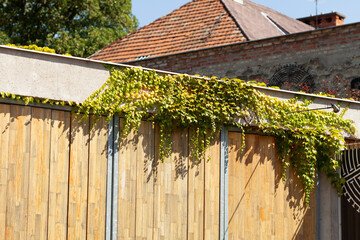 Ivy growing on wood panels
