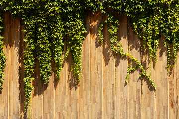 Ivy covered wooden fence