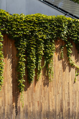 Ivy wall, lush greenery.