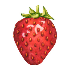 Strawberry isolated. Farm harvest of juicy strawberries isolated on white background. Watercolor illustration of ripe red berry hand painted. Summer Clipart for tea, jam or natural cosmetics label