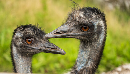 Pair of emus close together with soft focus.