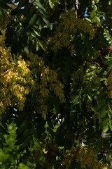 Tree foliage and seeds close-up