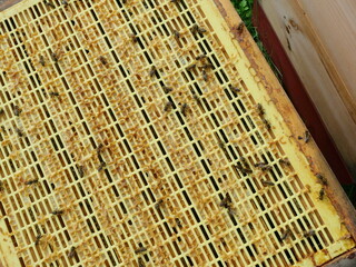 Queen Excluder Grid in Yellow Plastic Design. Yellow plastic queen excluder separating brood and...