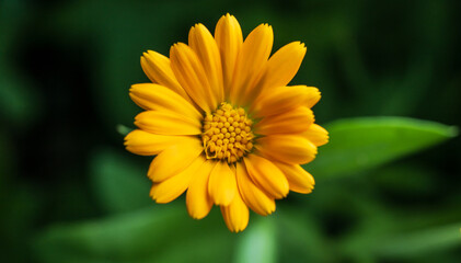 Golden orange flower close up with soft background.