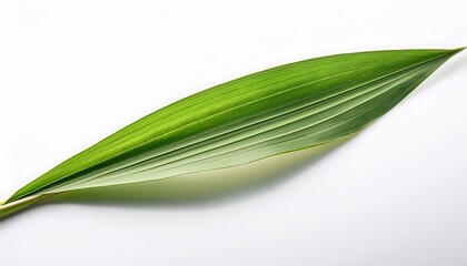 fresh lemongrass leaf with natural curve and intricate texture isolated on white