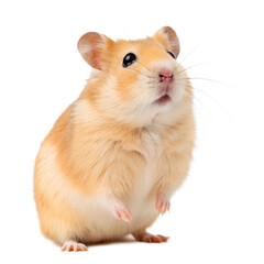 A close-up of a small, golden hamster with round ears and a fluffy coat. The hamster is standing upright, looking curiously at its surroundings against a black background.