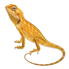 Obraz premium A vibrant orange bearded dragon lizard stands on a black background. Its scales are textured, and it has a distinctive head shape and long tail.
