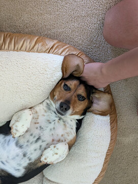 Beagle lays on his back happily