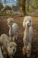 Fototapeta premium Llamas standing on rural farm field