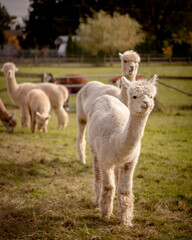 Fototapeta premium Llamas grazing on farm pasture