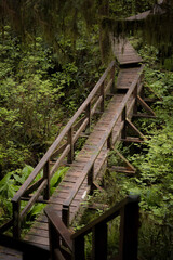 Fototapeta premium Wooden bridge on lush rainforest hiking trail