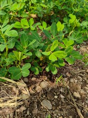 lush and green peanut plants